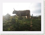 0987-Dartmoor Moors Highland Cattle * 800 x 600 * (64KB)